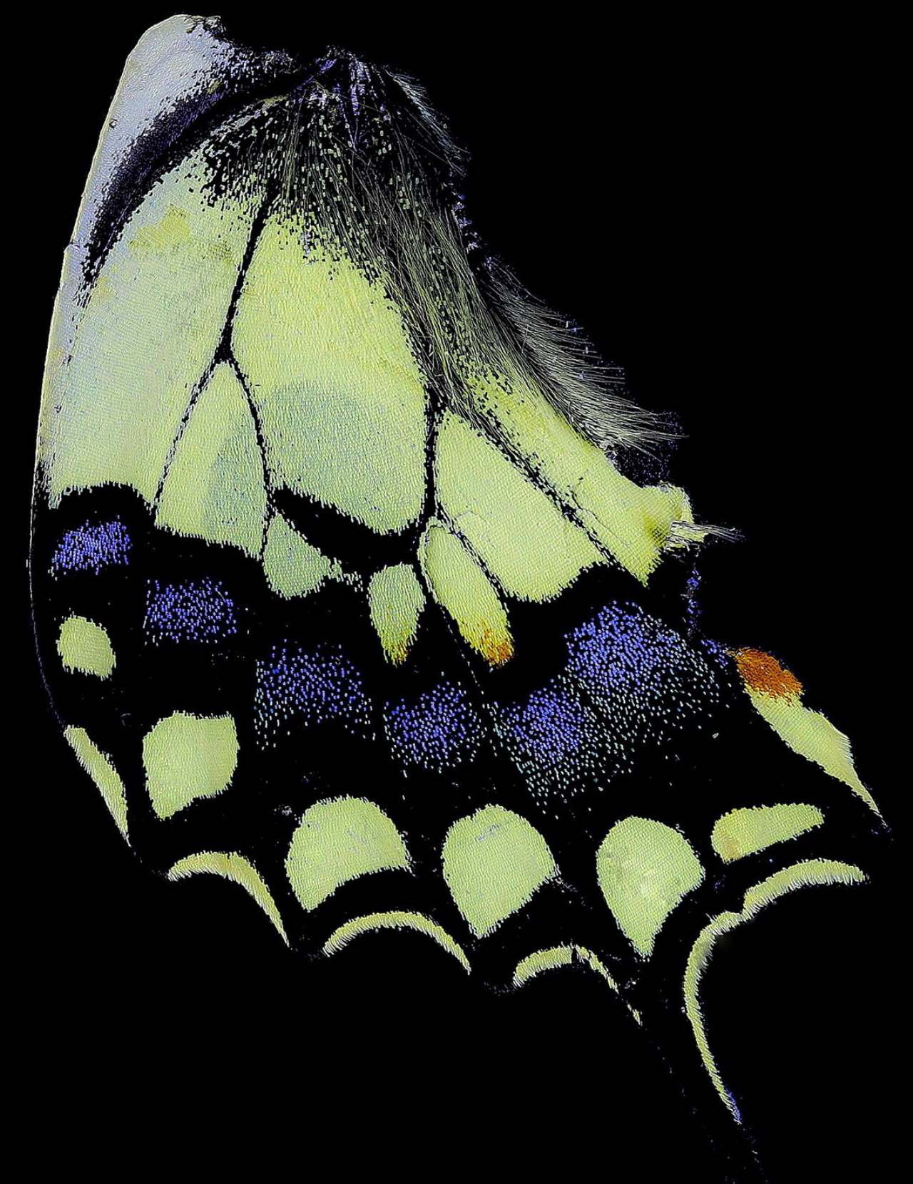 Papilionidae - Papilio machaon